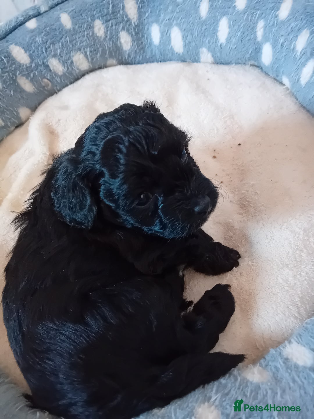Maltipoo dogs for sale: Health Tested F1B Maltipoos - 2 boys available  - Advert 5