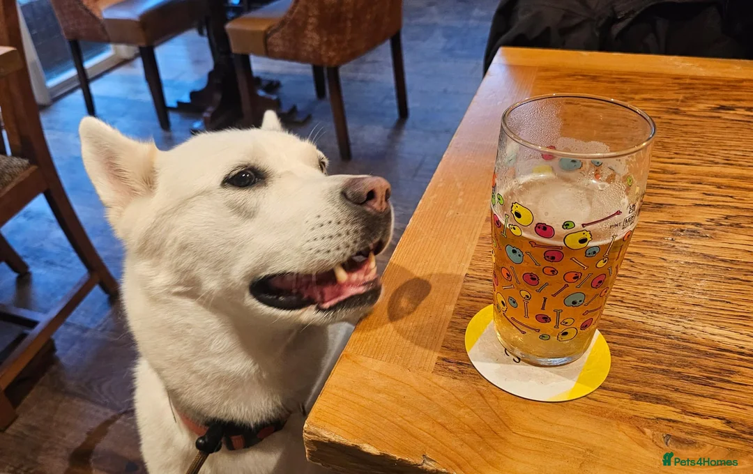 Huskita dogs for sale: Bella ❤️ - Advert 15