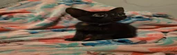 Mixed Breed cats for sale: 7 beautiful kittens - Advert 38