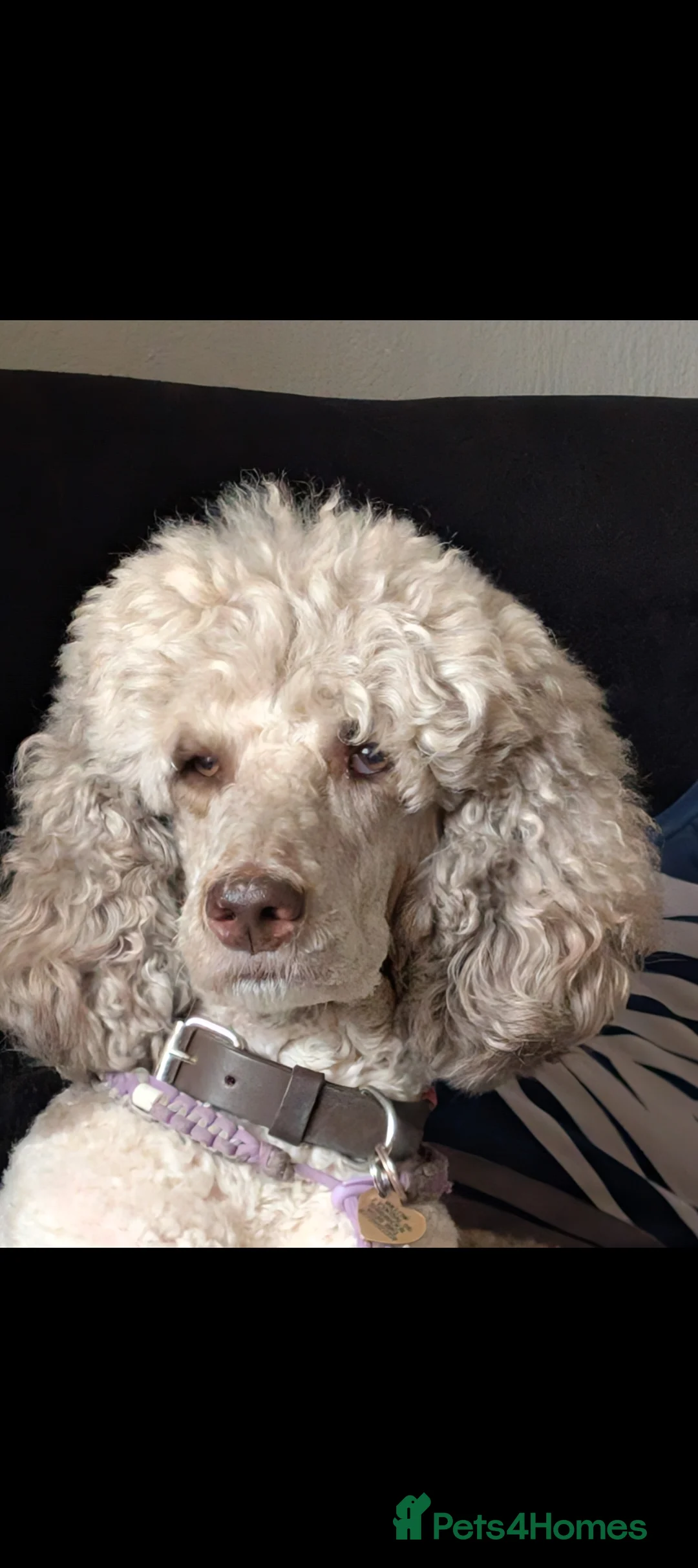 Standard Poodle dogs for sale: Wait list only  - Advert 4