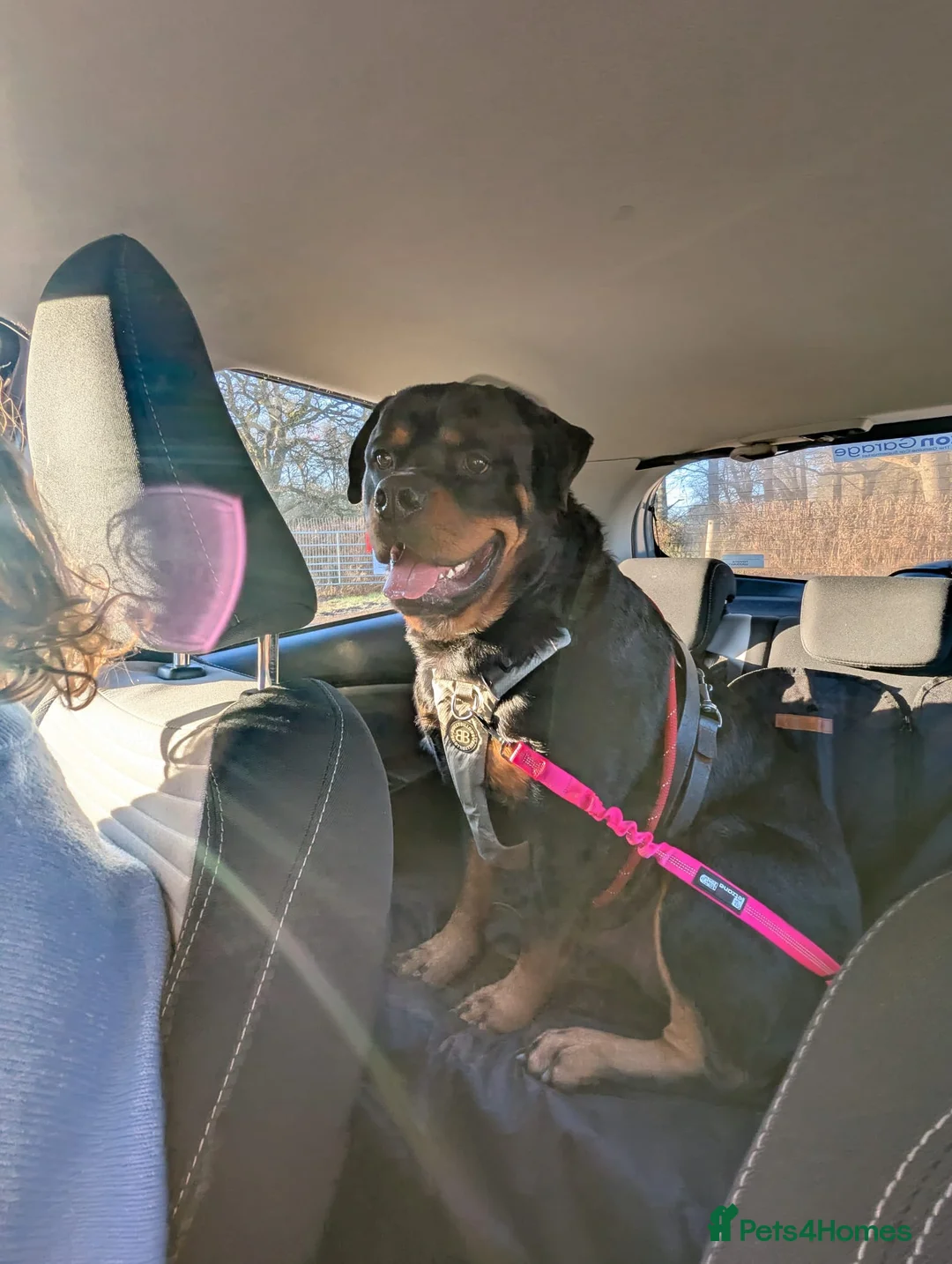 Rottweiler dogs for sale: DEXTER, 5th Gen KC registered adult Rottweiler dog - Advert 8