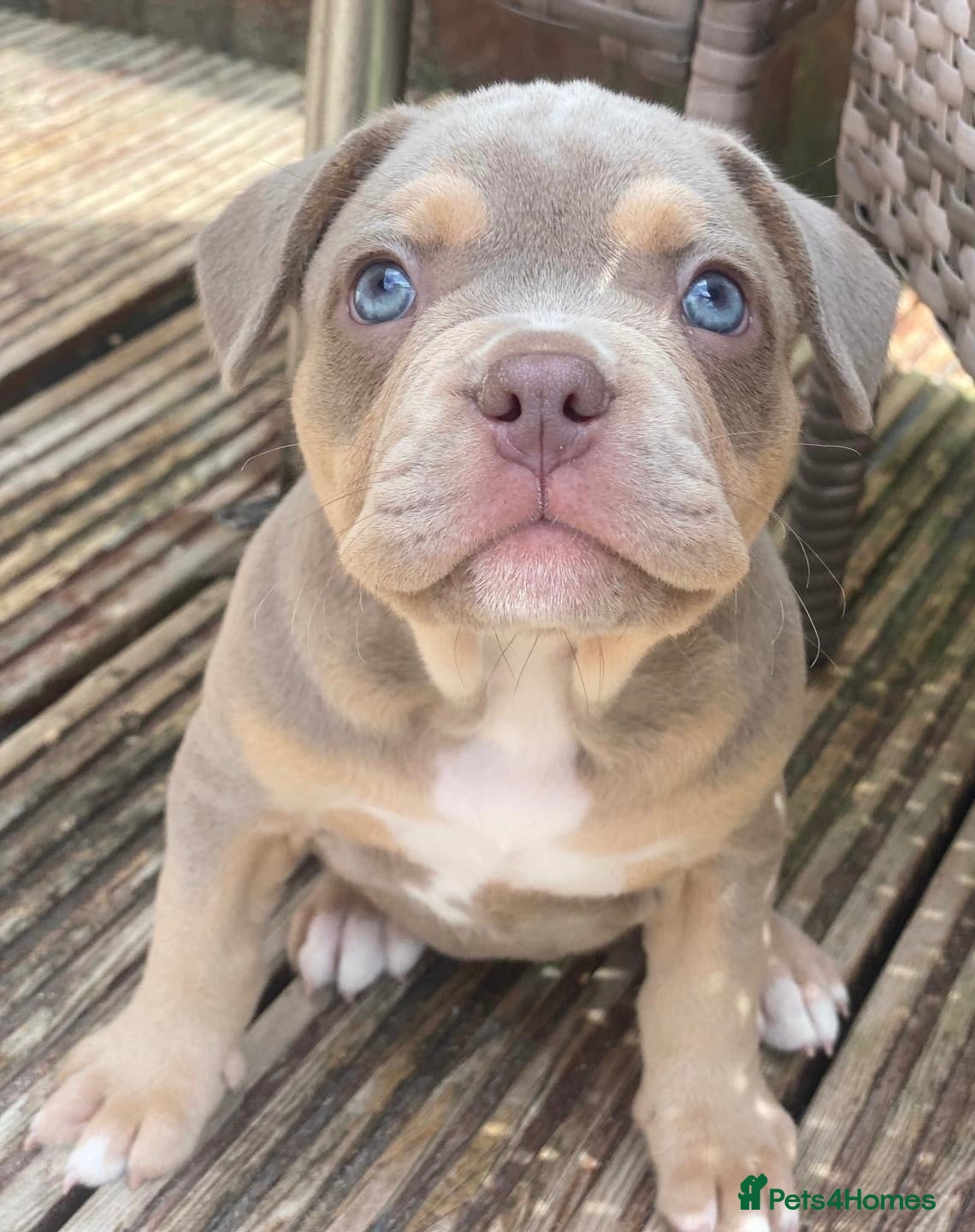 Mixed Breed dogs French bulldog X Pocket bully READY NOW!! - Advert 2