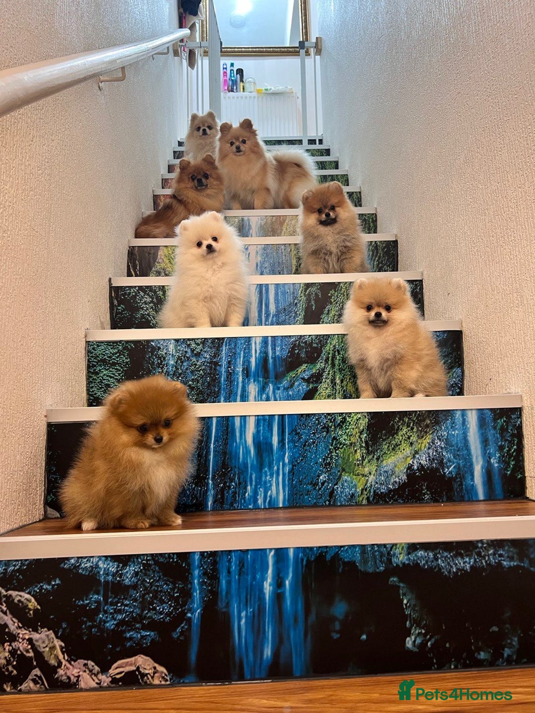 Pomeranian dogs for sale: Pomeranian puppy for sale - Advert 10