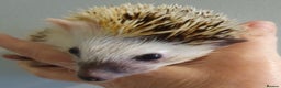 Pygmy Hedgehog rodents for sale: African pygmy hedgehogs - Advert 5
