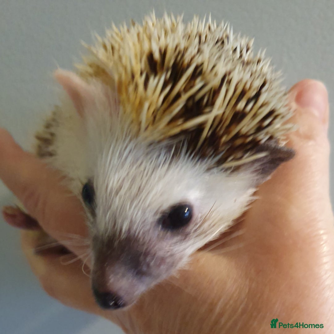 Pygmy Hedgehog rodents for sale: African pygmy hedgehogs - Advert 5