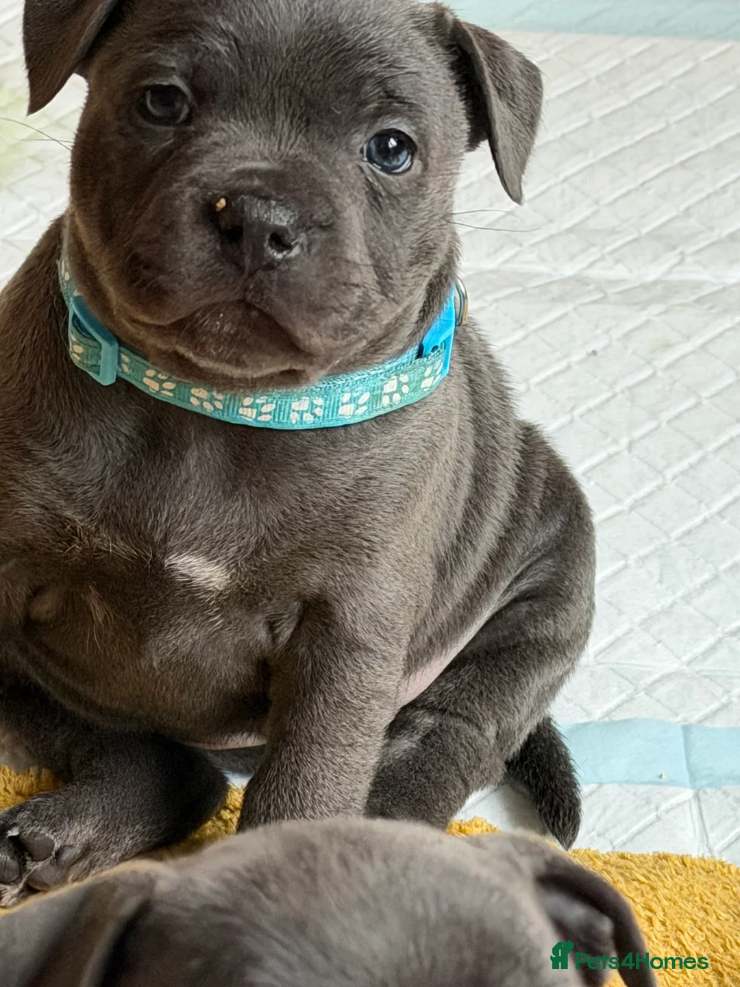 Staffordshire Bull Terrier dogs for sale: Only 1 available ; Blue Staffordshire bullterrier - Advert 25