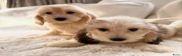Cockapoo dogs for sale: F1 Cockapoo Puppies  - Advert 8