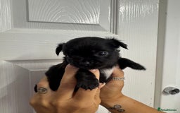 Chug dogs for sale: 6 beautiful chug puppies for sale ❤️ - Image 39