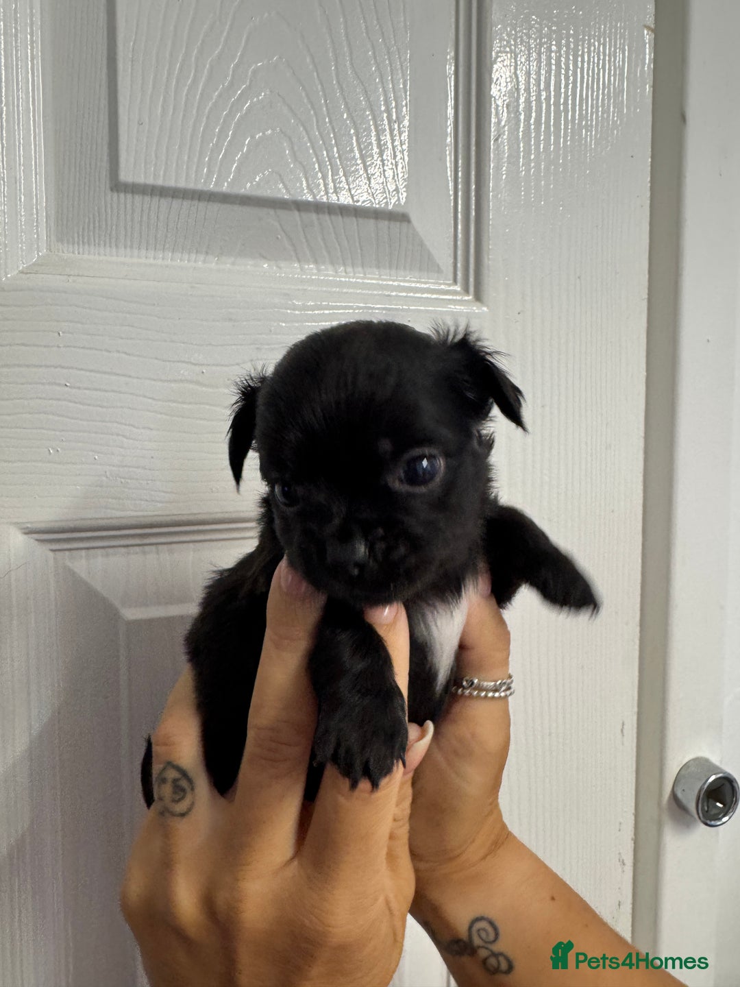 Chug dogs for sale: 6 beautiful chug puppies for sale ❤️ - Image 39