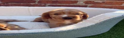 Cocker Spaniel dogs for sale: 🌟🌟🌟Beautiful English Gold Show Cocker Spaniel  - Advert 6