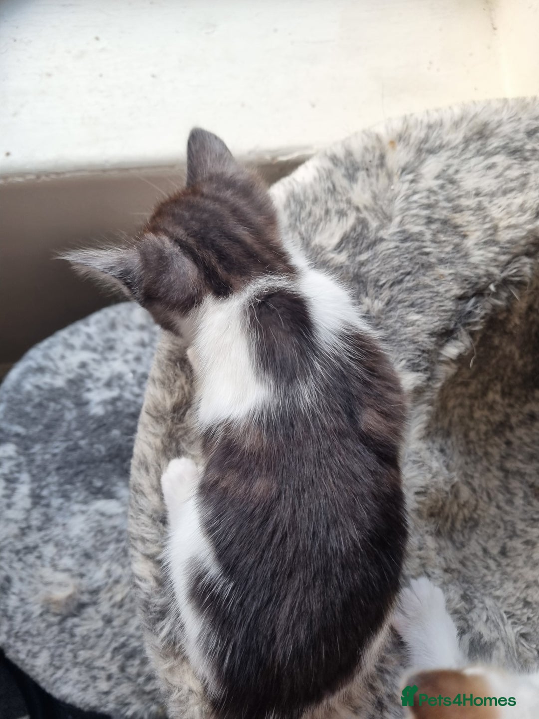 Mixed Breed cats for sale: Ghost tabby cat - Advert 1