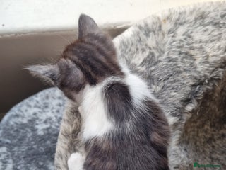 Mixed Breed cats Ghost tabby cat - Advert 1