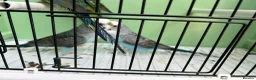 Budgerigars birds for sale: Black wing split to bf/bw - Advert 8