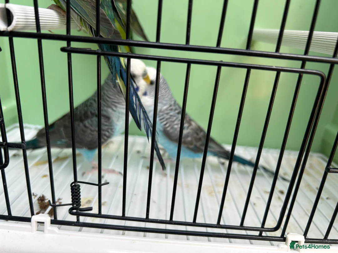 Budgerigars birds for sale: Black wing split to bf/bw - Advert 1