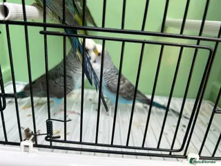 Budgerigars birds Black wing split to bf/bw - Advert 18