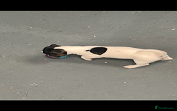 Jack Russell dogs for sale: Pure Jack Russell Puppies for sale  - Image 15