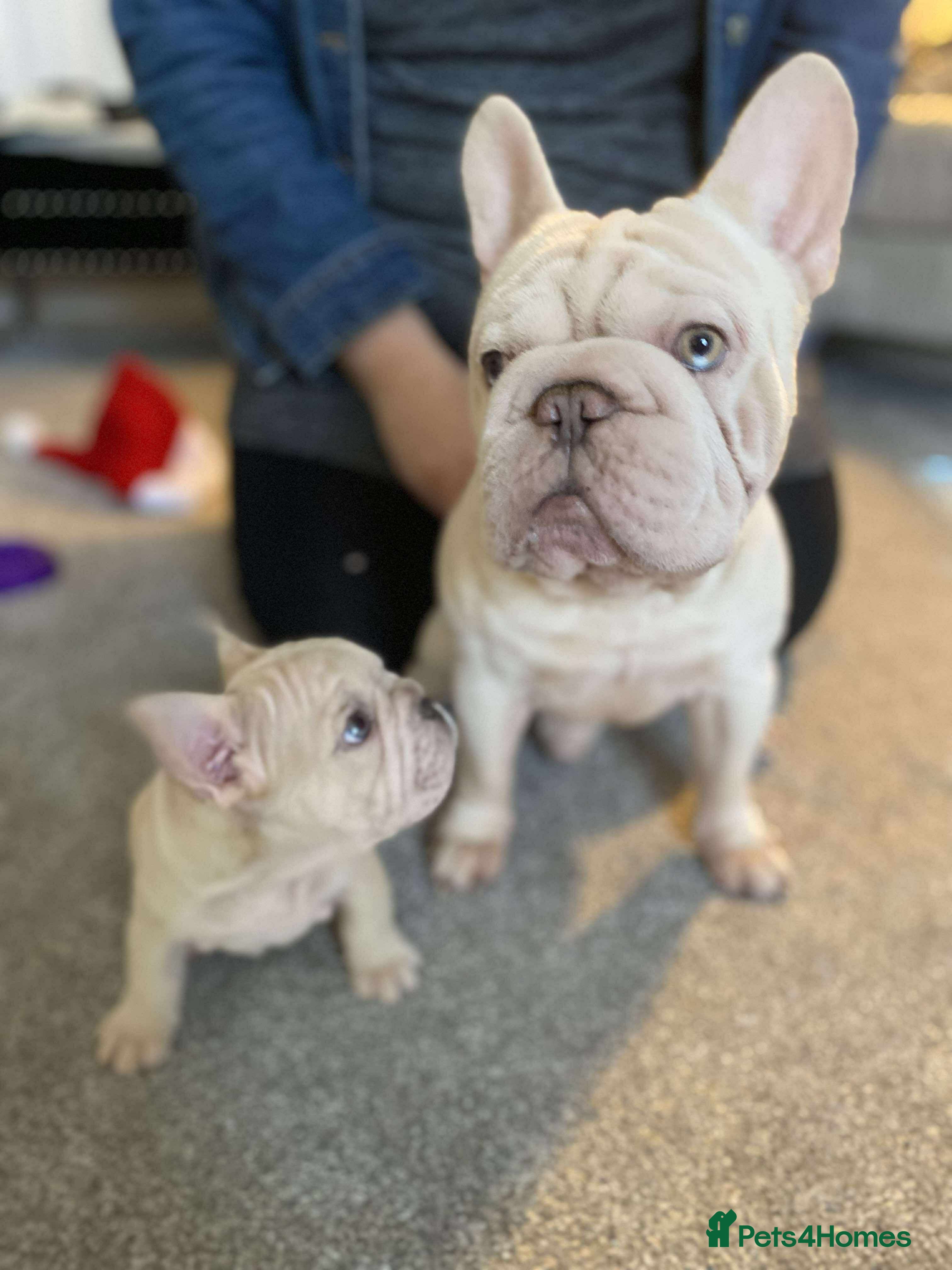 French Bulldog dogs Lilac platinum french bulldog stud in Portsmouth - Advert 18
