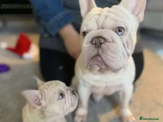 French Bulldog dogs Lilac platinum french bulldog stud in Portsmouth - Advert 18