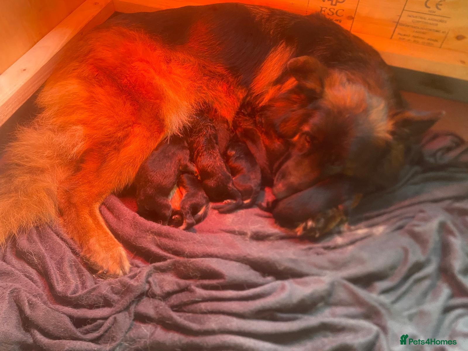 German Shepherd dogs STUNNING LONG HAIRED KC GERMAN SHEPHERD PUPPIES - Advert 1