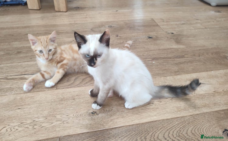 British Shorthair cats in Great Missenden - Advert 1