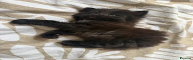 Maine Coon 1