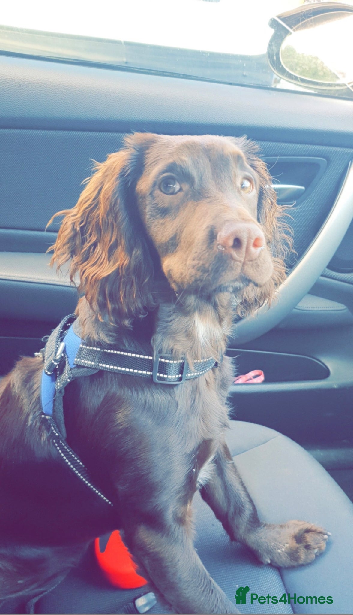 Cocker Spaniel dogs Cocker spaniel  - Advert 1