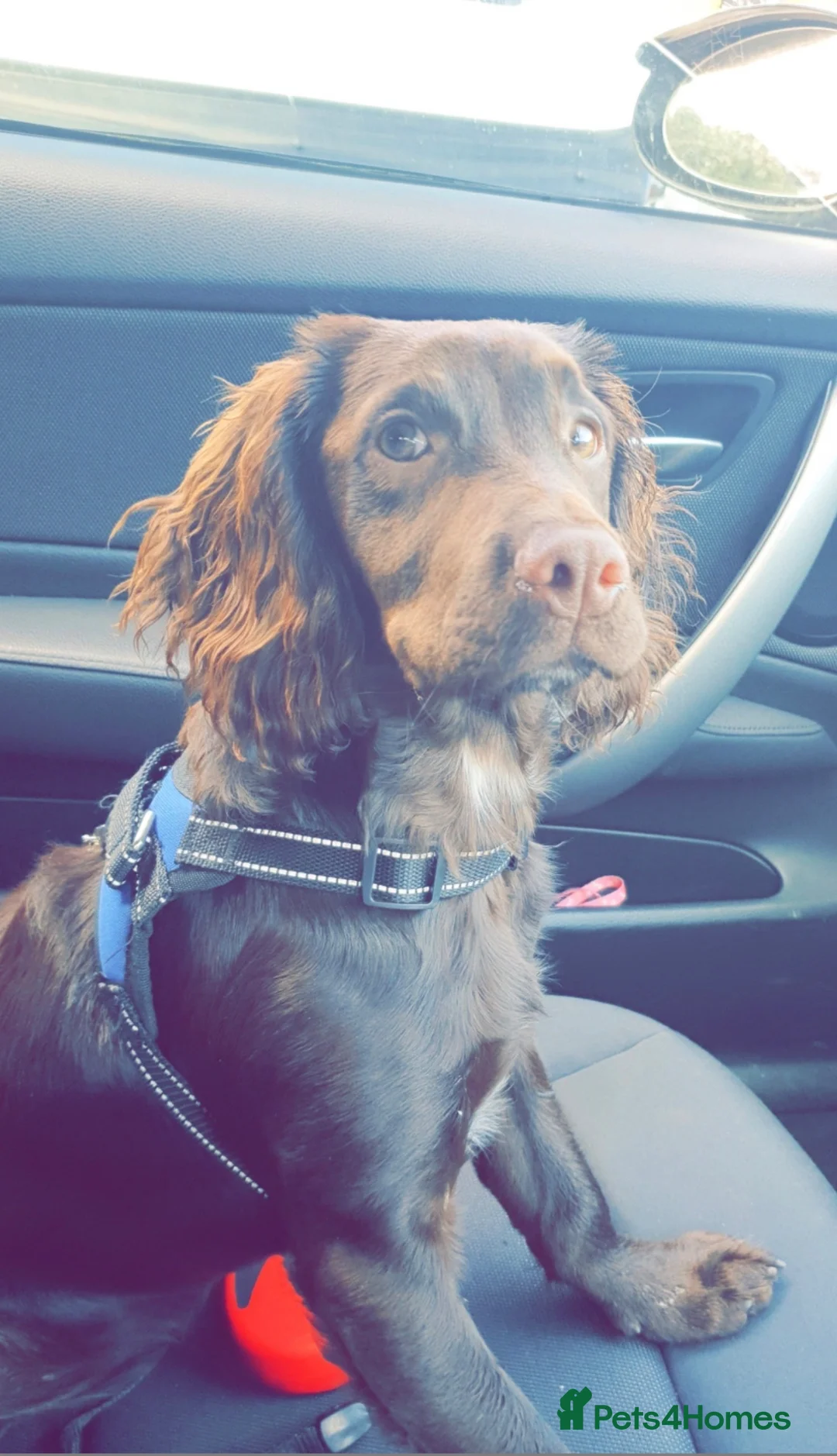 Cocker Spaniel dogs for sale: Cocker spaniel  - Advert 1