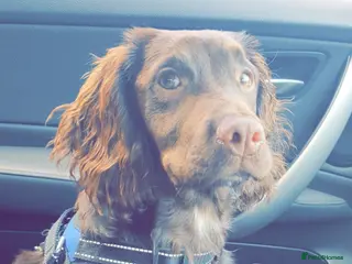 Cocker Spaniel dogs Cocker spaniel - Advert 1