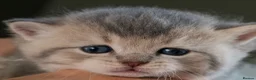 British Shorthair cats for sale: BSHs Lilac Golden Shaded & Blue Golden TickedTabby - Advert 7