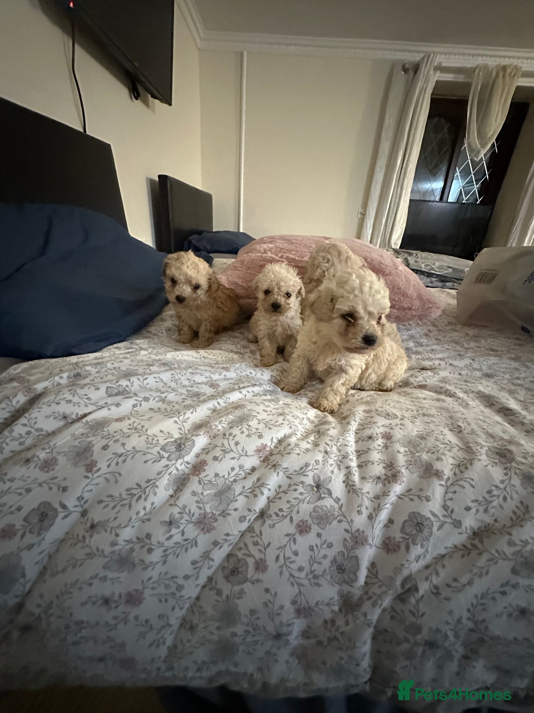 Poochon dogs for sale: Poochon puppies ready now  - Advert 27