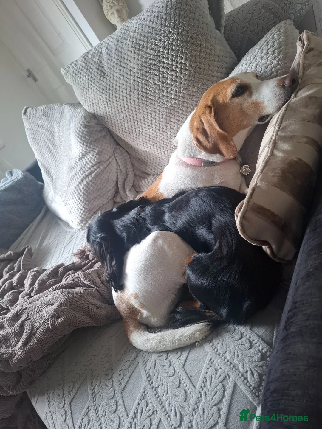 Foxhound dogs for sale: Peggy - Advert 2
