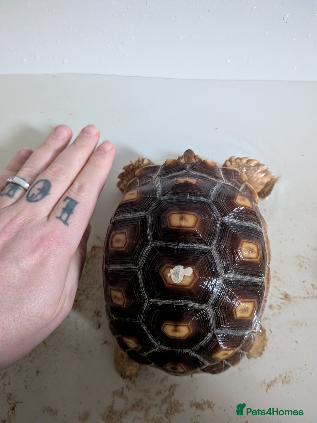 Tortoise reptiles for sale: 2 x 1 year old sulcata tortoises sold Separately  - Advert 3
