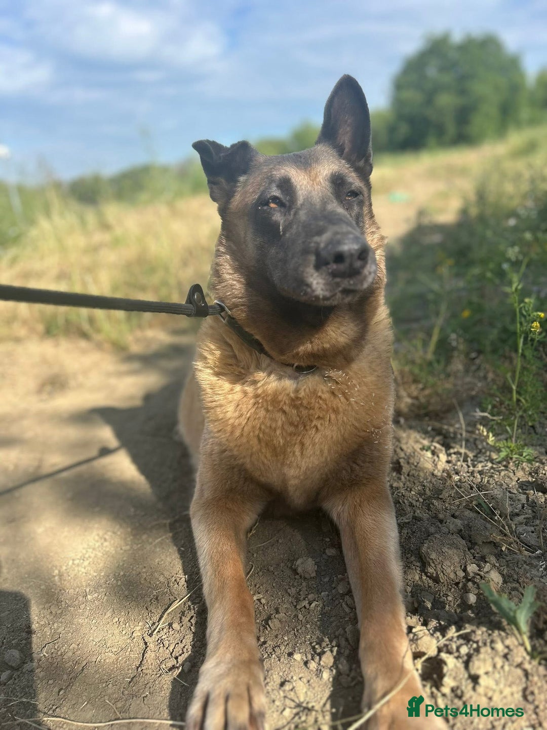Belgian Shepherd Dog dogs for adoption: Ava - Norwich Norfolk  - Image 3