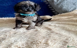 Cavapoo dogs for sale: Adorable F1b toy Cavapoo puppies ready to reserve - Image 6