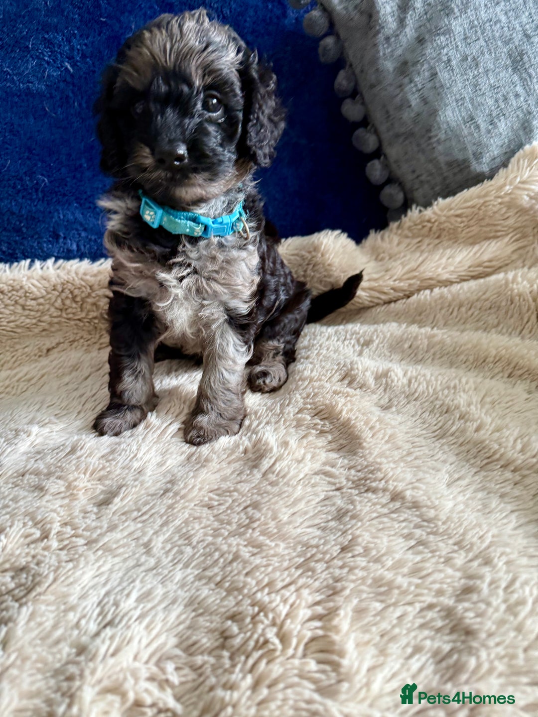 Cavapoo dogs for sale: Adorable F1b toy Cavapoo puppies ready to reserve - Image 6