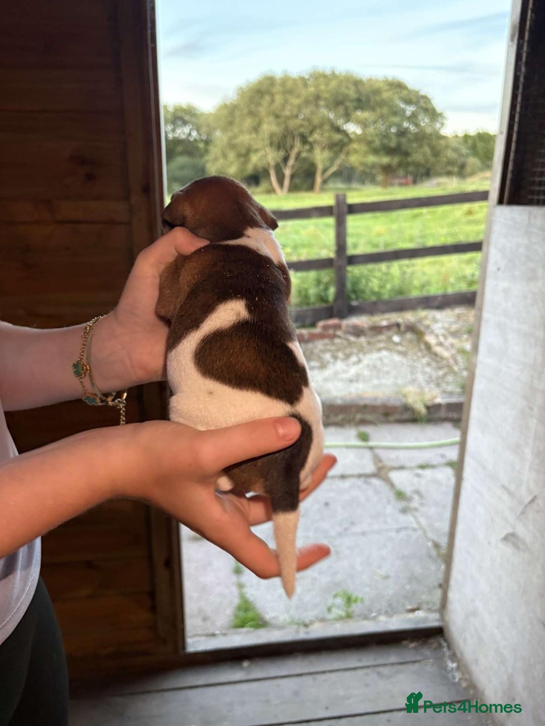 Jack Russell dogs for sale: Jack Russell puppies 5 boys left - Image 25