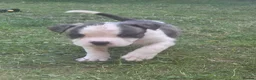 Mixed Breed dogs for sale: 8 Beautiful American Bulldog x Cane Corso in Blyth - Advert 8