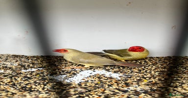 Finches birds - Advert 14