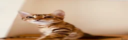 Bengal cats for sale: Cinnamon looking for a new home  - Advert 1