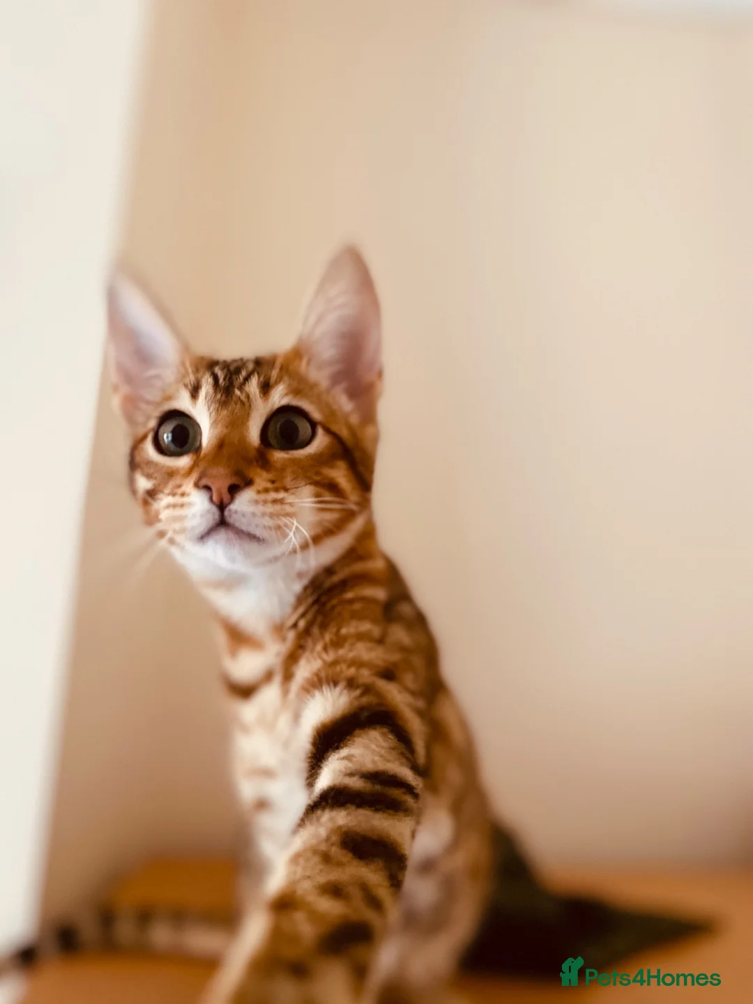Bengal cats for sale: Cinnamon looking for a new home  - Advert 1