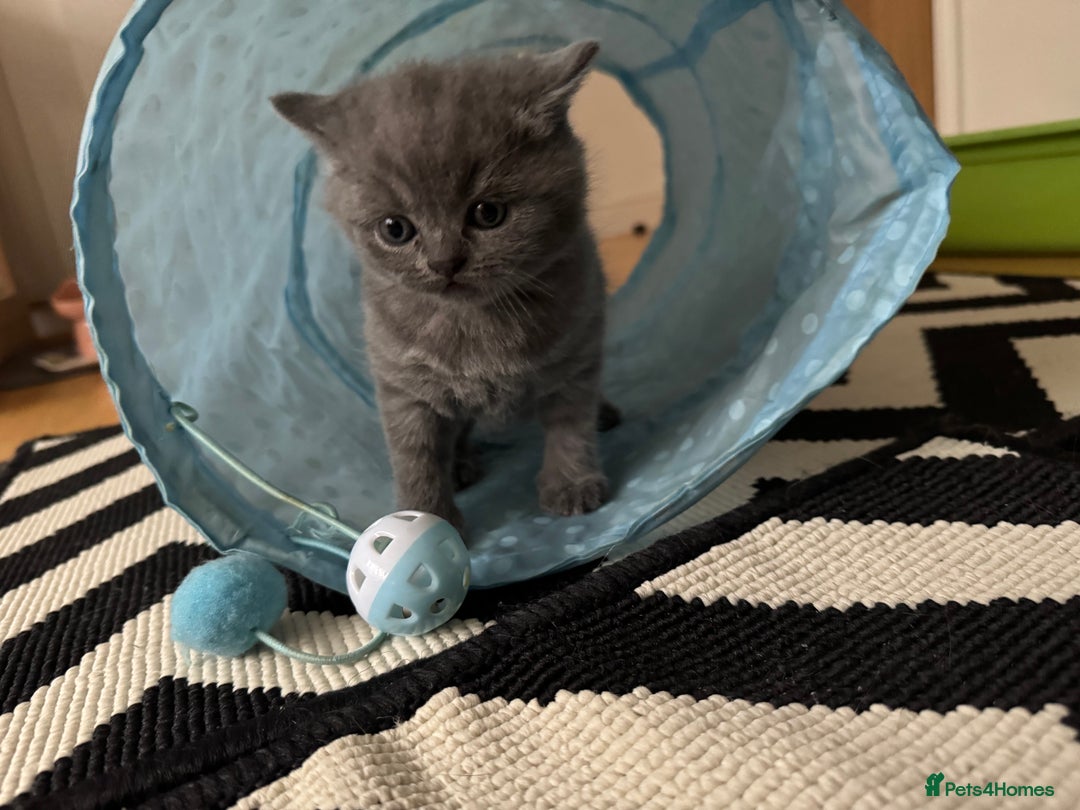 British Shorthair cats for sale: 💙 GCCF British Blue Boys – Ready Soon 💙 - Image 6