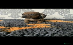 Miniature Dachshund dogs for sale: Kc miniature dachshund  - Image 7