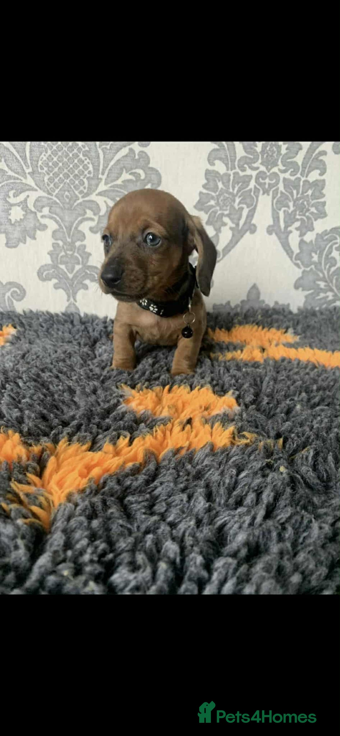 Miniature Dachshund dogs for sale: Kc miniature dachshund  - Image 7