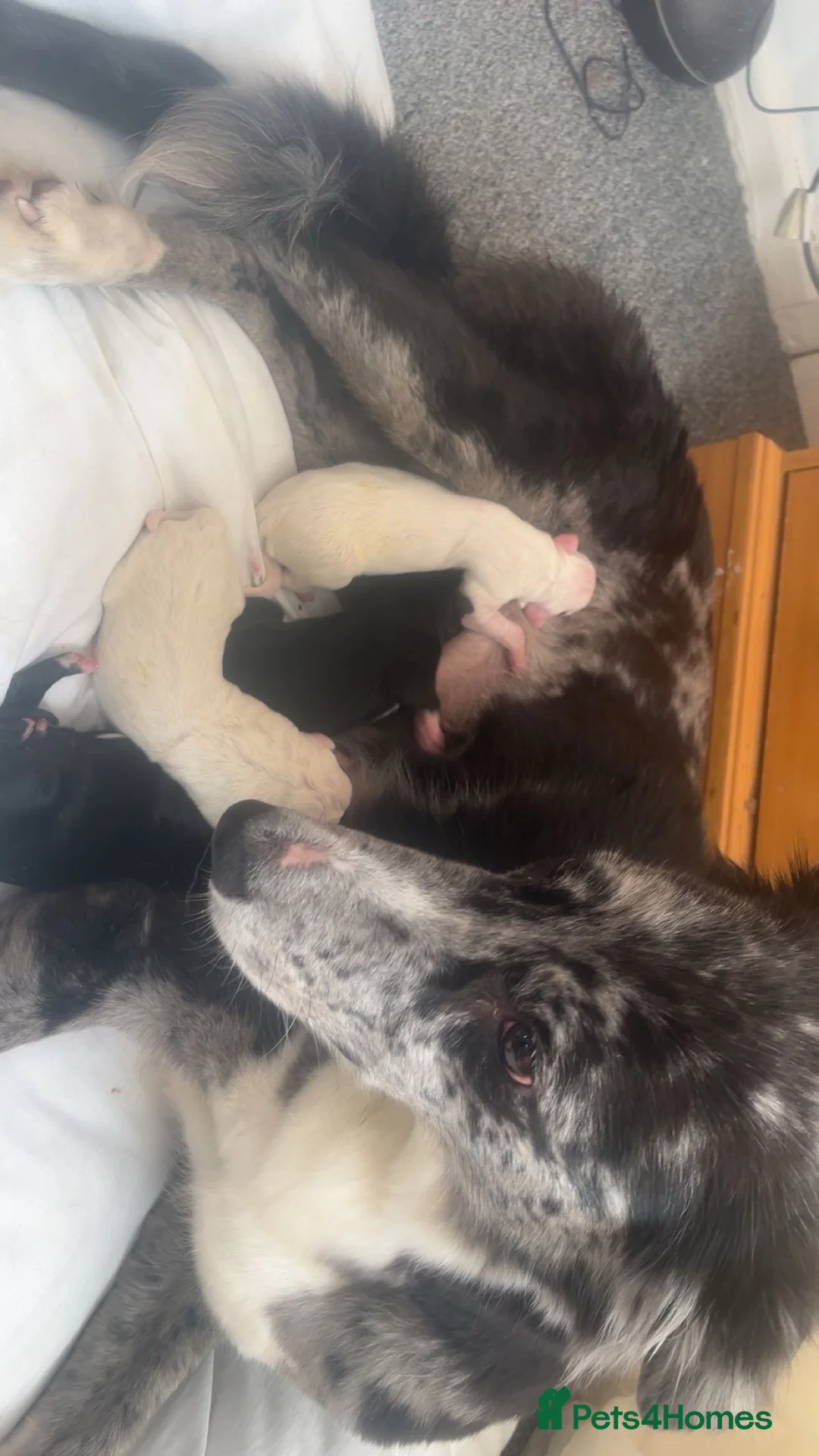 Mixed Breed dogs for sale: Saluki collie grey 14 weeks old, Girl  in Crook - Advert 2
