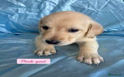 Goldador dogs for sale: 🤍🦮White Goldador Puppies🦮🤍 in Bridgend - Image 3