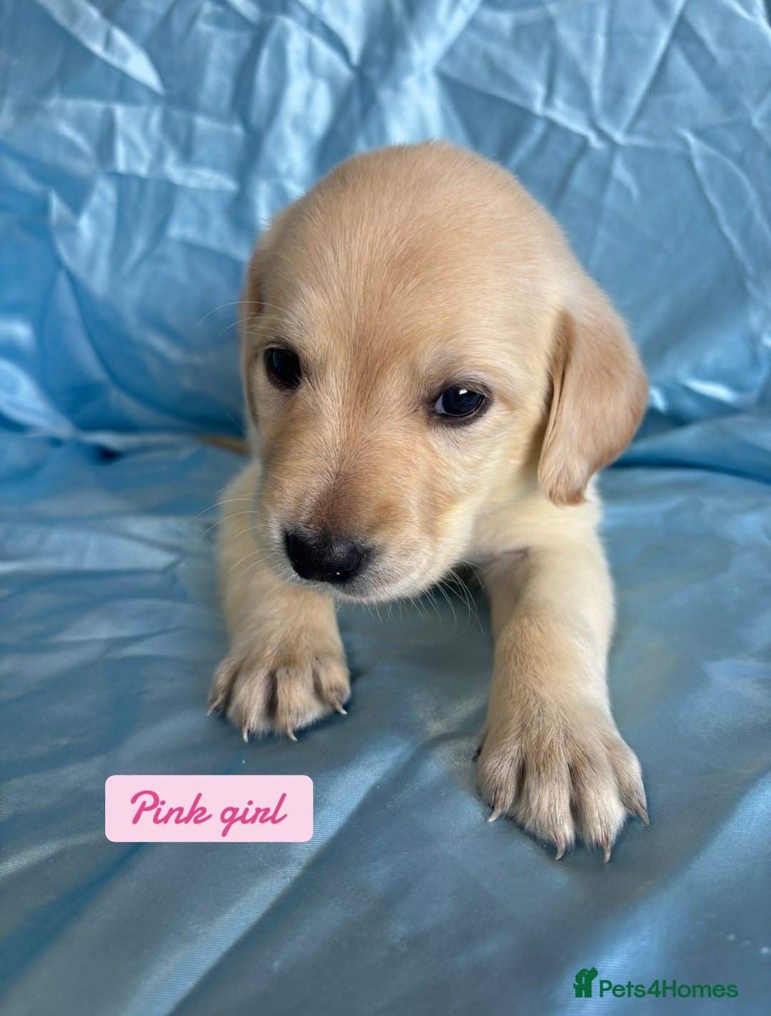 Goldador dogs for sale: 🤍🦮White Goldador Puppies🦮🤍 in Bridgend - Image 3