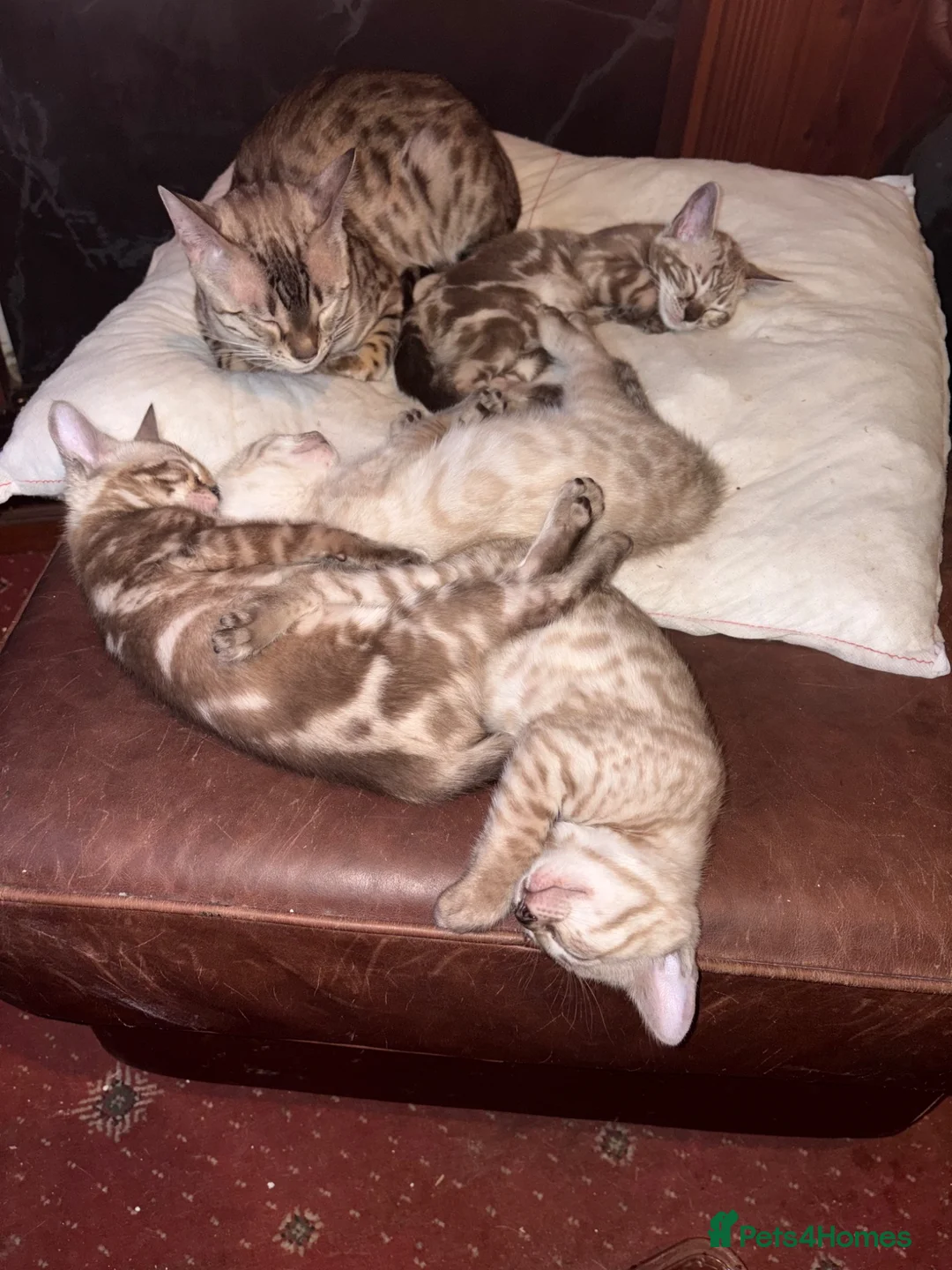 Bengal cats for sale: 🐾 Stunning TICA Registered Bengal Kittens 🐾 - Advert 2