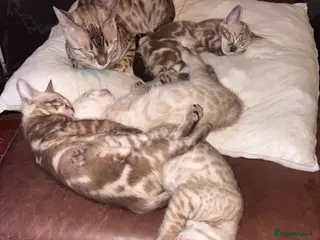 Bengal cats 🐾 Stunning TICA Registered Bengal Kittens 🐾 - Advert 2