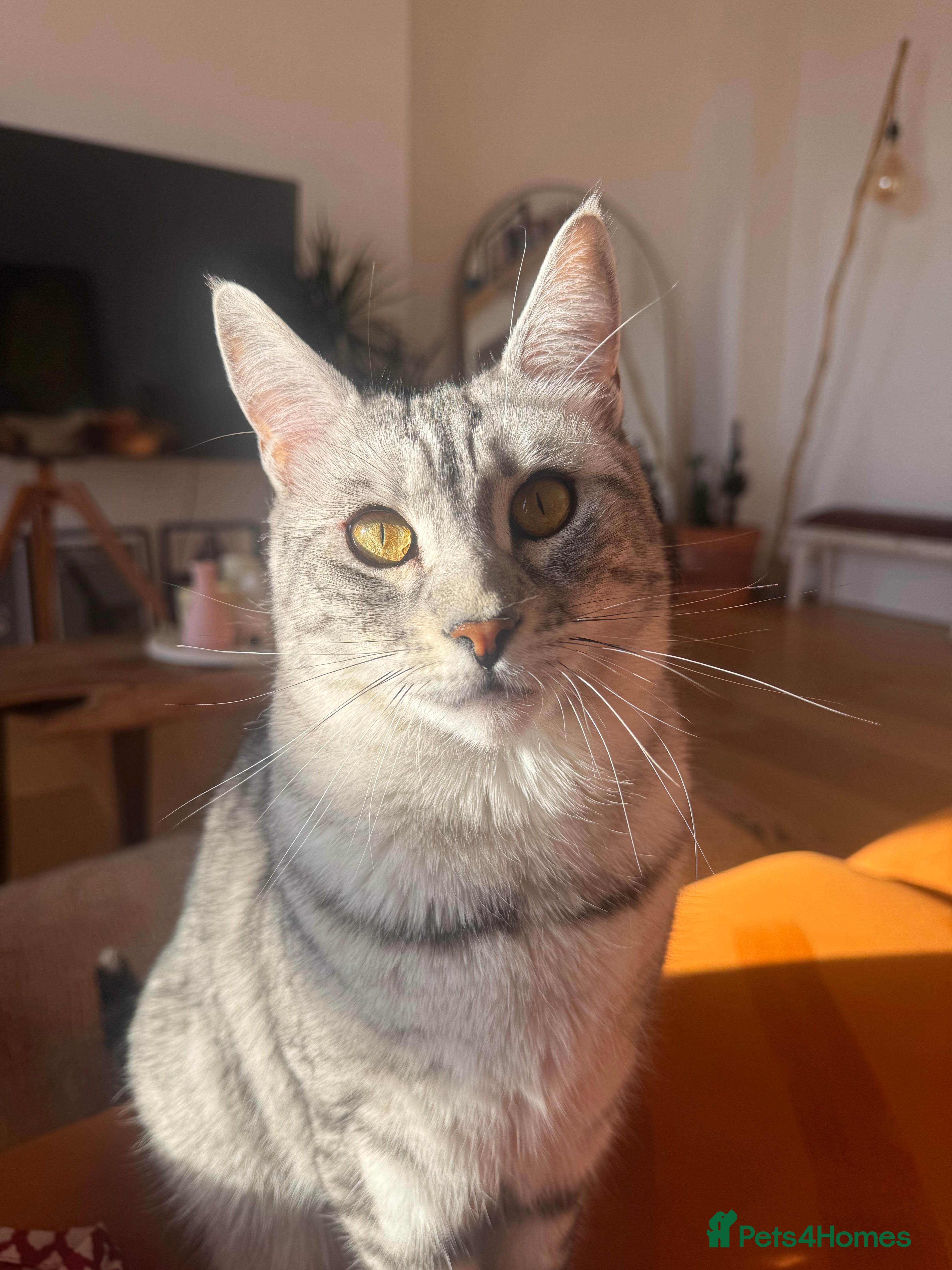 Bengal cats Bencoon Girl Looking for Her Forever Home ✨ - Advert 1