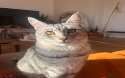 Bengal cats for sale: Bencoon Girl Looking for Her Forever Home ✨ - Image 1